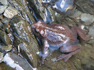 Photo of Ascaphus truei by <a href="http://www.whistlerbiodiversity.ca">Bob Brett</a>