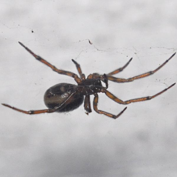 Photo of Steatoda grossa by <a href="http://www.coffinpoint.ca/">Paul Westell</a>