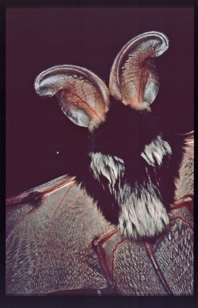 Photo of species