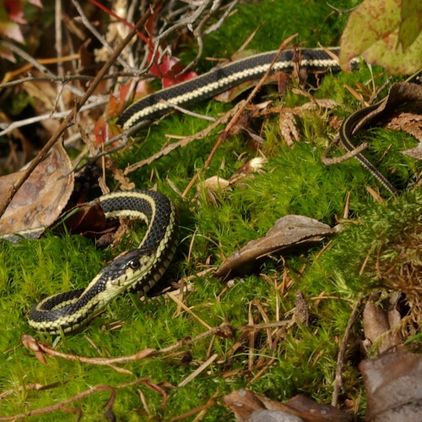 Photo of Thamnophis sirtalis by <a href="https://commons.wikimedia.org/wiki/User:Mcitsci/gallery">Doug Murphy</a>