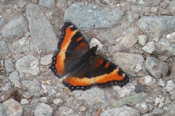 Photo of Aglais milberti by Andrea Paetow
