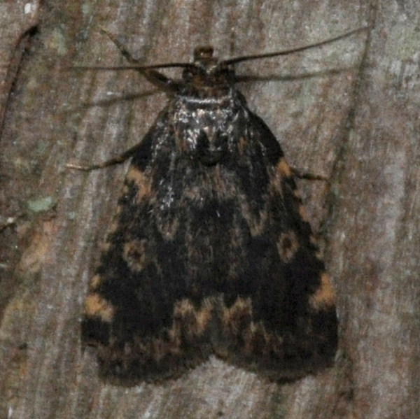 Photo of Aglossa cuprina by <a href="http://www.coffinpoint.ca/">Paul Westell</a>