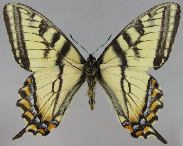 Photo of Papilio canadensis by Norbert Kondla