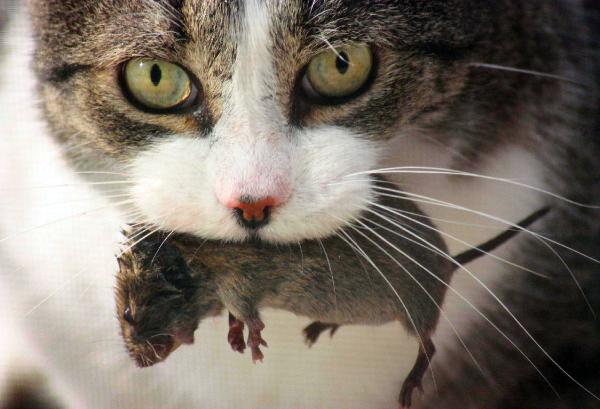 Photo of Felis catus by <a href="http://www.flickr.com/photos/dianesdigitals/">Diane Williamson</a>