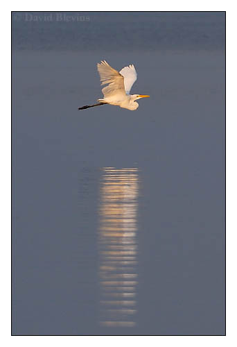 Photo of Ardea alba by <a href="http://www.blevinsphoto.com/contact.htm">David Blevins</a>