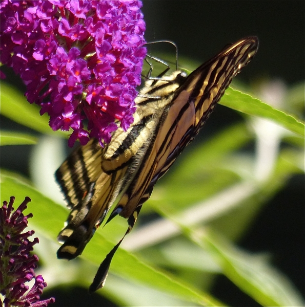 Photo of Papilio canadensis by Rosemary Taylor