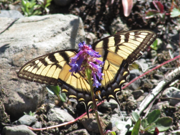 Photo of Papilio canadensis by <a href="http://morrisoncreek.org/">Kathryn Clouston</a>