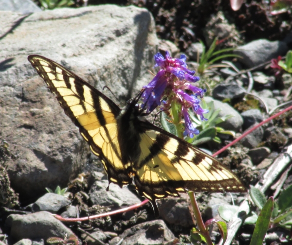 Photo of Papilio canadensis by <a href="http://morrisoncreek.org/">Kathryn Clouston</a>