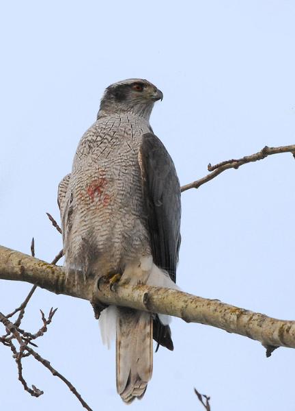 Photo of Accipiter gentilis by Mike Yip