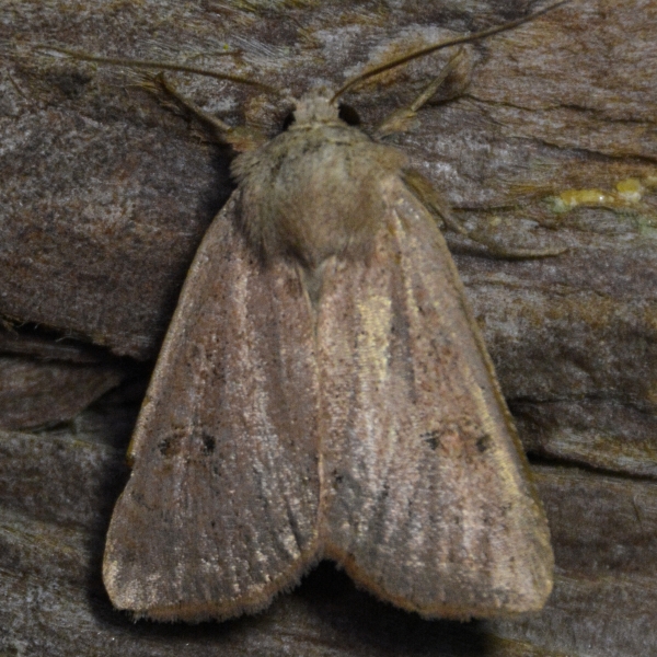 Photo of Abagrotis erratica by <a href="http://www.coffinpoint.ca/">Paul Westell</a>