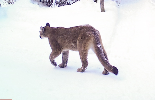 Photo of Puma concolor by Bryan Kelly-McArthur